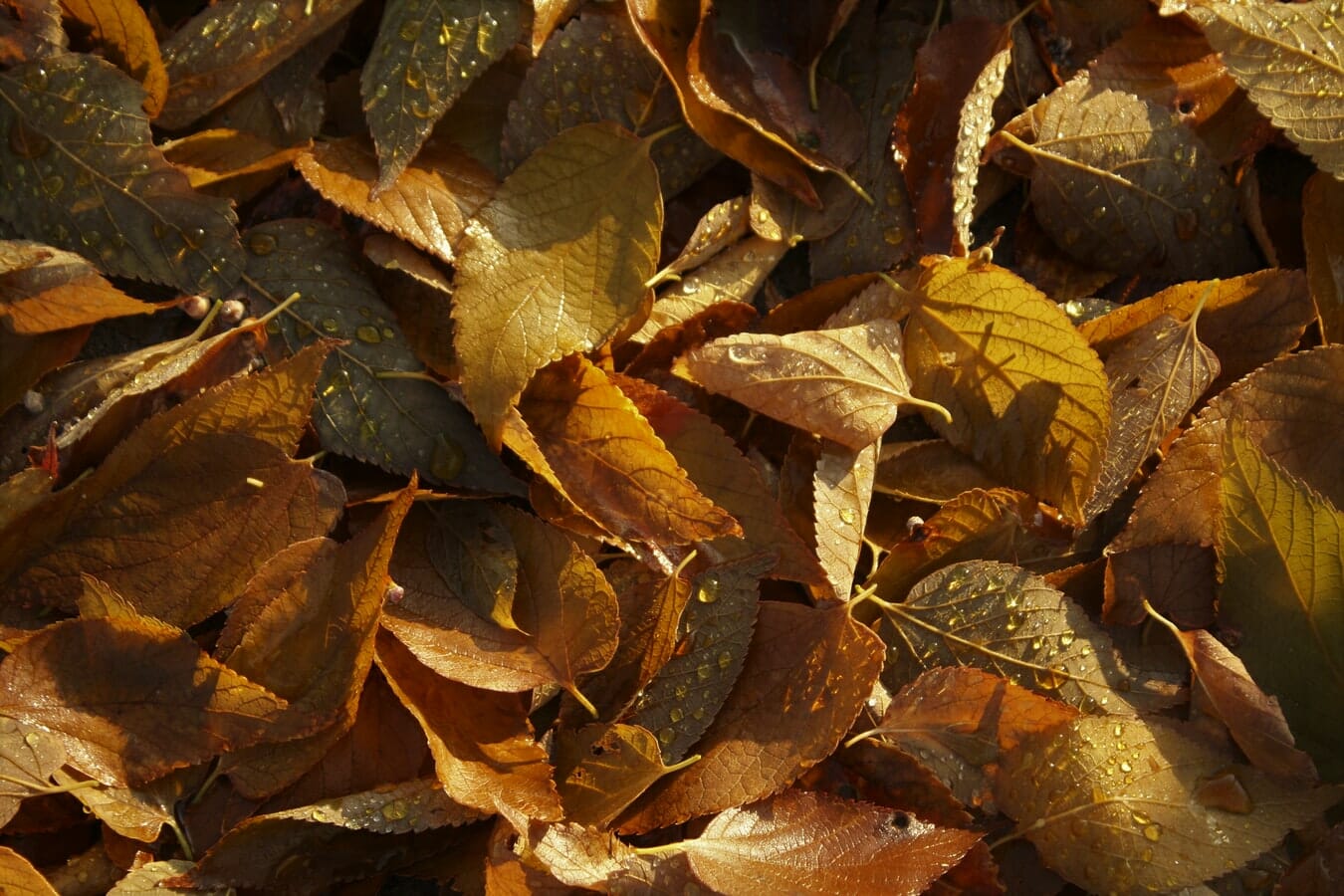 A pile of brown leaves.