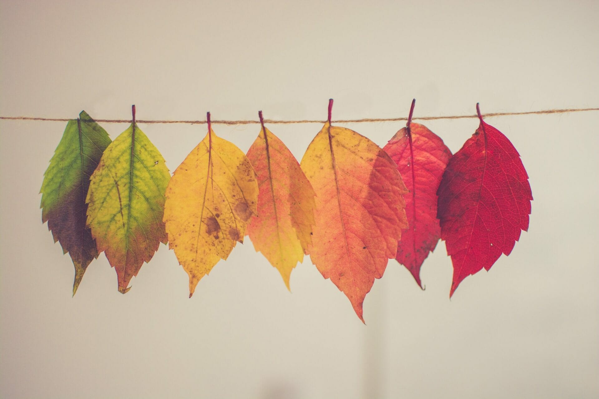 A row of colorful leaves on a string.