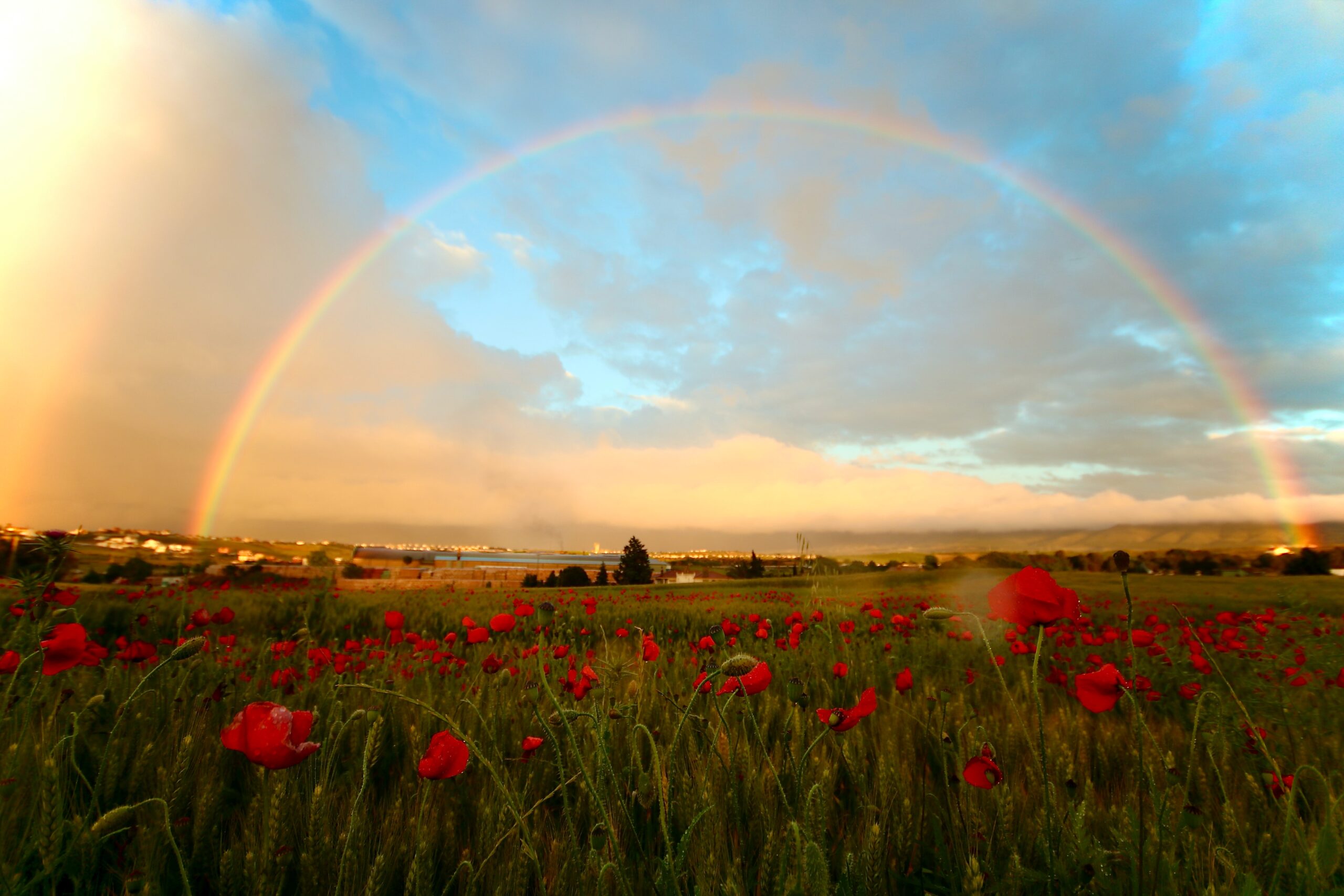 A rainbow over a field of red flowers.
