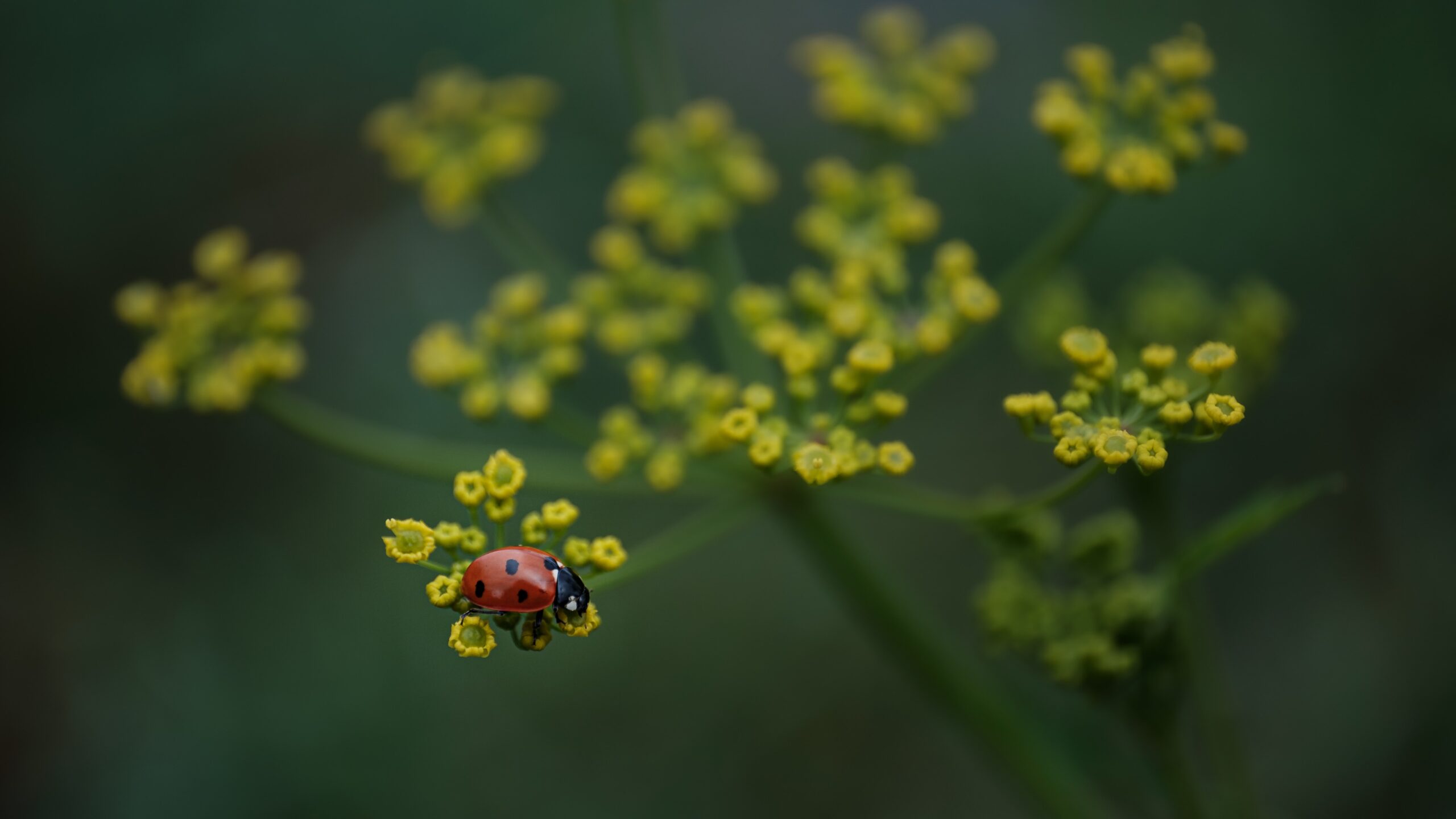 A ladybug on a flower.